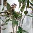 Hydrangea Aspera Anthony Bullivant 1.25-1.5 m buy online UK.