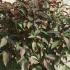 Hydrangea Aspera Hot Chocolate 1-1.25 m buy online UK.