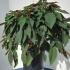Hydrangea Aspera Hot Chocolate 80-100 cm buy online UK.