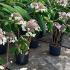hamp 1.5-1.75 m buy online UK.