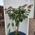 hamp 1.25-1.5 m buy online UK.