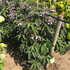 ha 1.5-1.75 m buy online UK.