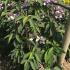 Hydrangea Aspera Villosa Group 1.25-1.5 m buy online UK.