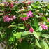 Hydrangea Macrophylla Blackberry Pie