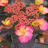Hydrangea Serrata Daredevil Mountain Hydrangea