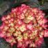 Hydrangea Macrophylla Dark Angel variety, pink flowers and bronze leaves for sale London UK
