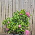 hmhp 60-80 cm buy online UK.