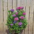 hmhp 60-80 cm buy online UK.