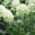 Hydrangea Paniculata Limelight variety - in flower