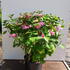 hmbp 60-80 cm buy online UK.