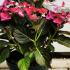 Hydrangea Macrophylla Dark Angel Purple 30-40 cm buy online UK.