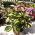 hydrangeadarkangel 30-35 cm buy online UK.