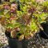 Hydrangea Macrophylla Hobella Pink 10-20 cm buy online UK.