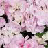 Hydrangea Macrophylla Hobella Pink for Sale Online UK