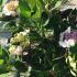 Hydrangea Macrophylla Libelle 60-80 cm buy online UK.