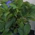 Hydrangea Macrophylla Music Blue Boogie Woogie 30-40 cm buy online UK.