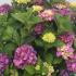 Hydrangea Macrophylla Sibilla 60-80 cm buy online UK.
