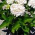 Hydrangea Macrophylla Soeur Therese 60-80 cm buy online UK.