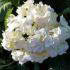 Hydrangea Macrophylla Soeur Therese