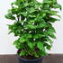 hmss 60-80 cm buy online UK.