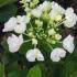 Hydrangea Macrophylla Teller White shrub buy online with UK and Ireland delivery.