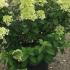 Hydrangea Paniculata Bobo 60-70 cm buy online UK.