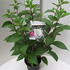 hpc 50-60 cm buy online UK.