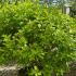 Hydrangea Paniculata Candlelight 1-1.25 m buy online UK.