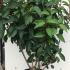Hydrangea Paniculata Candlelight 1-1.25 m buy online UK.