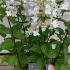 Hydrangea Paniculata Diamant Rouge 40-60 cm buy online UK.