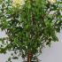 Hydrangea Paniculata Diamant Rouge 1-1.25 m buy online UK.