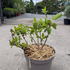 hydrangeapaniculata 50-60 cm buy online UK.