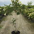 hydrangeapaniculata 1.25-1.5 m buy online UK.