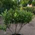 hydrangeapaniculata 80-100 cm buy online UK.