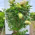 hydrpaniclime 1.25-1.5 m buy online UK.