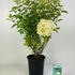 hydrpaniclime 60-80 cm buy online UK.