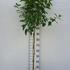 hydrpanlimlighthalfstan 1-1.2 m buy online UK.