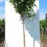 Hydrangea Paniculata Limelight Tree Form 1.5-1.75 m buy online UK.