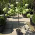 hydrpanlimlighthalfstan 1.4-1.5 m buy online UK.
