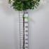 Hydrangea Paniculata Limelight Tree Form 1.4-1.5 m buy online UK.