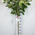 Hydrangea Paniculata Limelight Tree Form 1.2-1.3 m buy online UK.