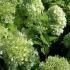 Hydrangea Paniculata Limelight for sale at our London nursery, UK