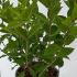 Hydrangea Paniculata Little Lime 40-50 cm buy online UK.