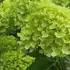 Compact hydrangea with beautiful lime-green blooms.