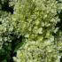 Hydrangea Paniculata Little Lime flowering, for sale at our UK plant centre in Crews Hill, North London