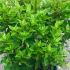 Hydrangea Paniculata Little Lime 80-100 cm buy online UK.