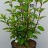 hydpw 60-80 cm buy online UK.
