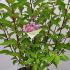Hydrangea Paniculata Pinky Winky 40-50 cm buy online UK.