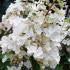 Hydrangea Pinky Winky flowering - for sale online at our UK shrubs nursery in London.