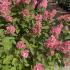 Hydrangea paniculata Pinky Winky flowers transitioning from white to pink in full bloom